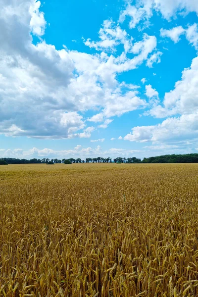 Een geel veld van tarwe of gerst tegen een blauwe lucht. — Stockfoto