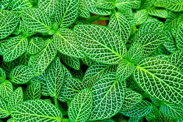 Schilderachtige groene achtergrond van groeiende bloemen in de tuin. — Stockfoto