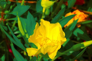 Bahçedeki baharda açan sarı çiçeğe yakın plan.