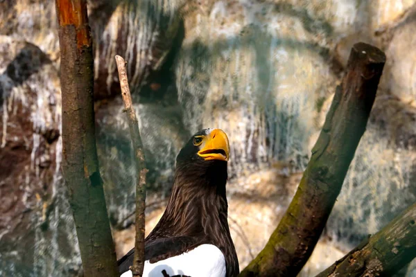 Ein Schöner Adler Sitzt Auf Einem Baum Park Greifvogel Adler — Stockfoto