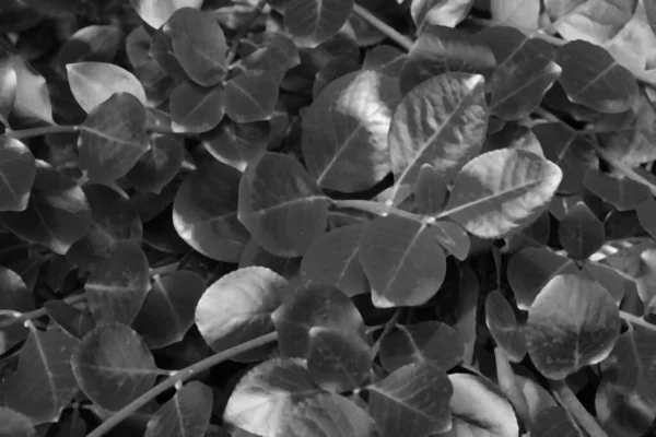 Черно Белая Фотография Молодая Зеленая Листва Кусте Дереве — стоковое фото