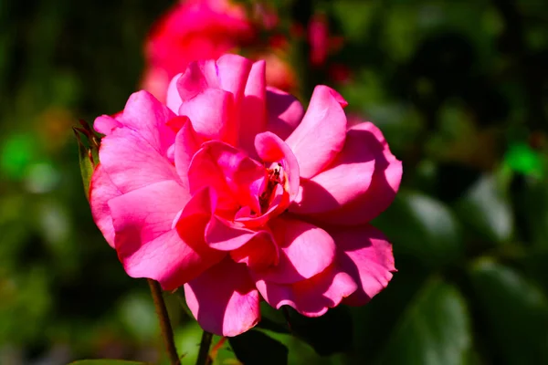 Uma Rosa Vermelha Florescendo Floresce Verão Jardim Parque — Fotografia de Stock
