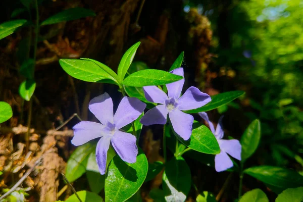 Közelkép Egy Virágzó Lila Periwinkle Erdőben — Stock Fotó