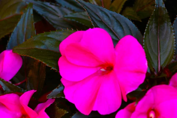 Hermosas Flores Rosadas Una Planta Omnisciente Primavera —  Fotos de Stock