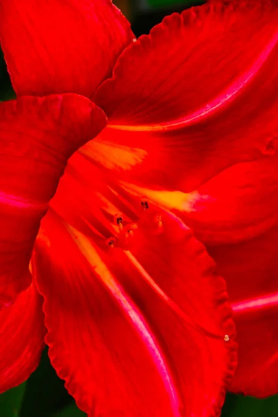 Close Blooming Red Lily Flower Park Spring — Stock Photo, Image