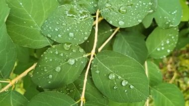 Çalının yeşil bir dalı ya da yağmurdan sonra su damlayan bir ağaç. Yüzyıllar rüzgârda sallanıyor