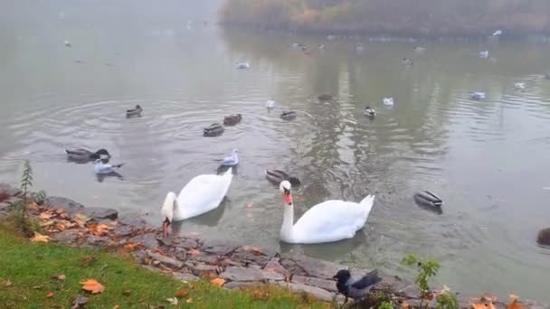 白鳥とアヒルが湖で泳いでいます フォギー秋の朝 自然と野鳥の背景 — ストック動画