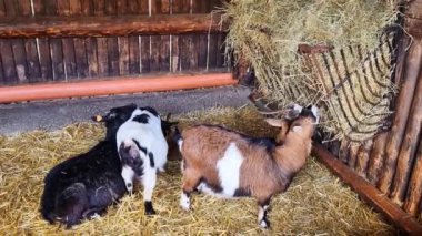 Keçilerle çit. Evcil hayvanlar. Tarım. Keçi samanları yakın plan yer. Sağlıklı ve lezzetli süt. Ekolojik ürün