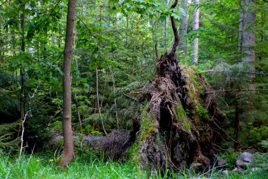 Fırtınadan sonra ormanda devrilmiş bir ağacın yakın çekimi.
