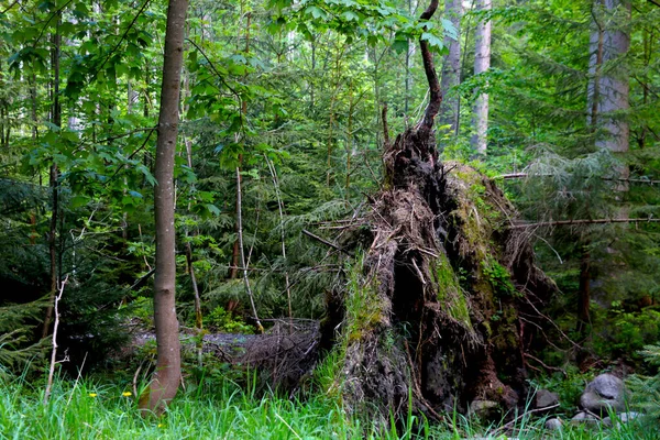Close Uma Árvore Caída Floresta Depois Uma Tempestade — Fotografia de Stock