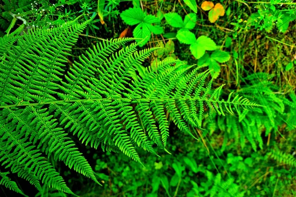 Ein Grüner Farnzweig Wald Eine Textur Aus Grün — Stockfoto