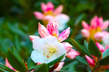 İlkbaharda parkta çiçek açan rhododendron dalları