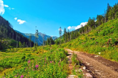 Güneşli bir yaz gününde dağlık bir bölgede manzaralı bir patika. Etkin yaşam biçimi