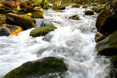 Arka plan bulanık, odak dışı. Bir orman nehri kayaların üzerinden akıyor.