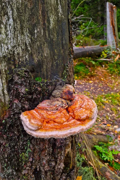 Tronco Árbol Viejo Crece Hongo Bosque —  Fotos de Stock