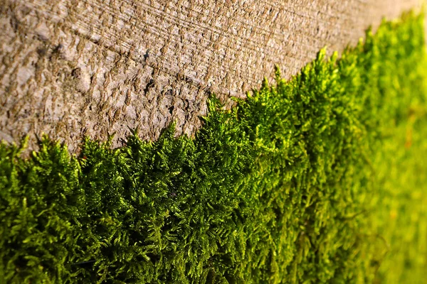 Foco Seletivo Jovem Musgo Verde Cresce Tronco Uma Árvore Floresta — Fotografia de Stock