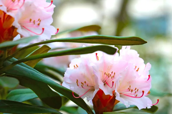 Primer Plano Una Rama Rododendro Floreciente Parque Primavera —  Fotos de Stock