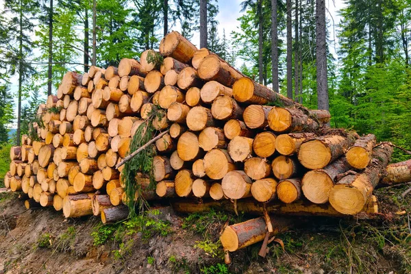 Cosecha Madera Industria Maderera Deforestación Destrucción Naturaleza — Foto de Stock