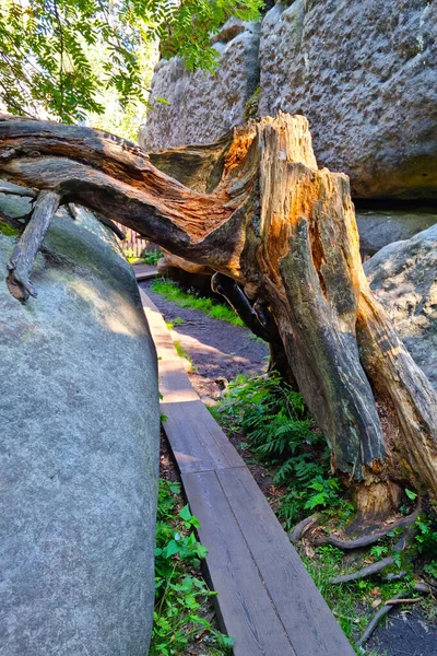 Uma Árvore Seca Quebrada Jaz Uma Rocha — Fotografia de Stock