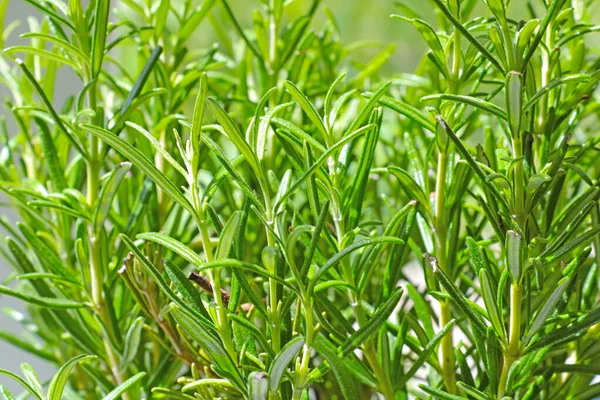 Close Green Rosemary Branches Used Food Decoration — Stock Photo, Image