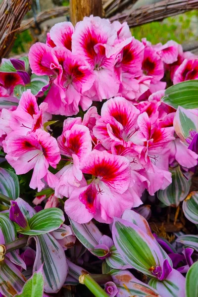 Lindas Flores Floridas Jardim Parque Primavera — Fotografia de Stock