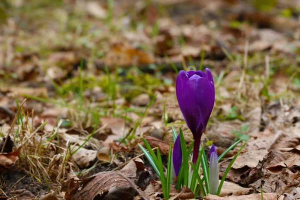 Out of focus. After winter, crocuses bloom in the park in spring