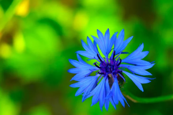 Beautiful Blue Cornflower Summer Spring — Stock Photo, Image