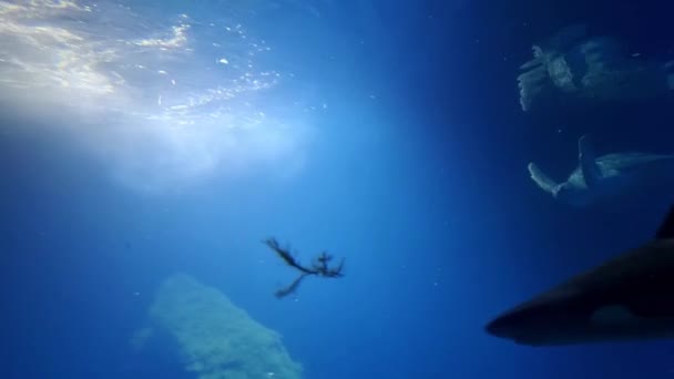 场景水下摄影 鲨鱼和大乌龟在游泳 水下世界 — 图库视频影像