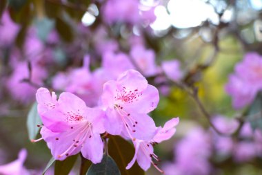 Baharda parkta çiçek açan bir manolya dalı. Sıcaklığın ve güneşin başlangıcı