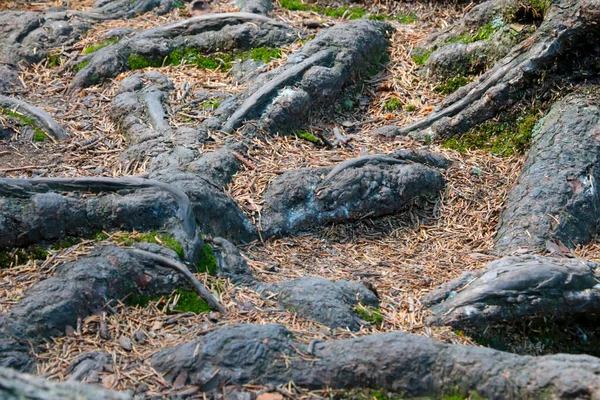 Büyük Ağaç Kökleri Bir Ormanda Parkta Topraktan Sarkıyor — Stok fotoğraf