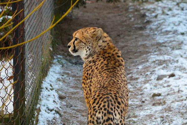 Close Cheetah Sitting Snow Park — Stock Photo, Image