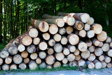 Kesilen ağaçlar ormanda yerde yatıyor. Ormanların tahrip edilmesi