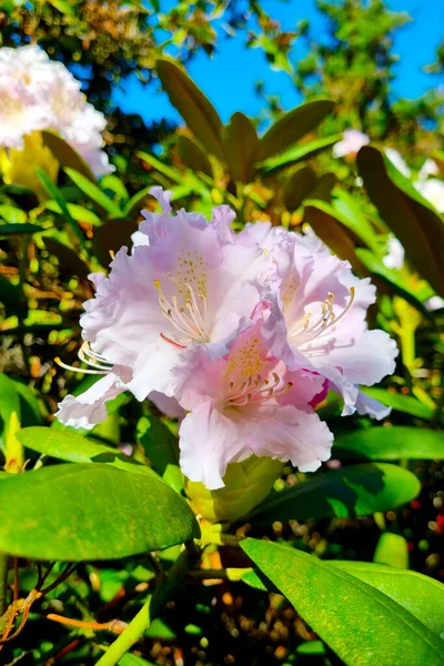 Primo Piano Rododendro Fiore Nel Parco Primavera — Foto Stock