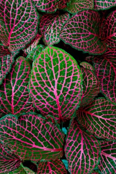 Красивые Яркие Листья Комнатных Растений Фон — стоковое фото