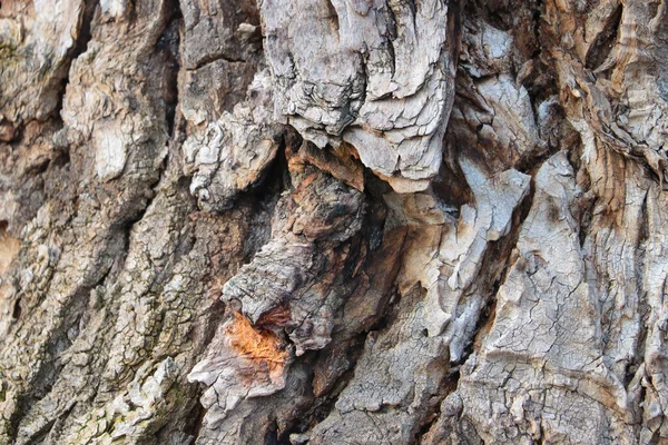 Struttura Grigia Del Tronco Vecchio Albero Nella Foresta Sfondo — Foto Stock