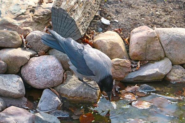Ворона Пьет Воду Пруда Крупный План Птицы — стоковое фото
