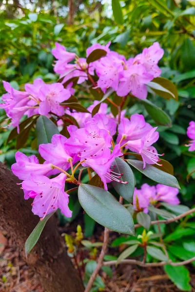 View Flowering Magnolia Garden Spring — Stock Photo, Image