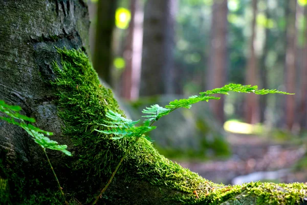 Ormandaki Ağaçta Yeşil Eğreltiotu Yosun Manzarası — Stok fotoğraf
