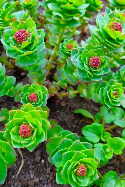 Prachtige Groene Jonge Bloemen Bloeien Het Vroege Voorjaar Achtergrond Van — Stockfoto