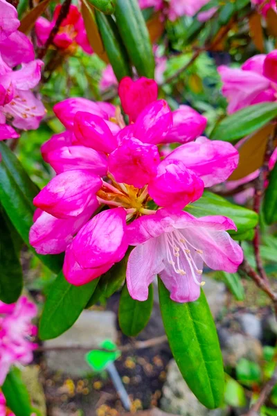 Primer Plano Brote Rododendro Flor Jardín Primavera —  Fotos de Stock