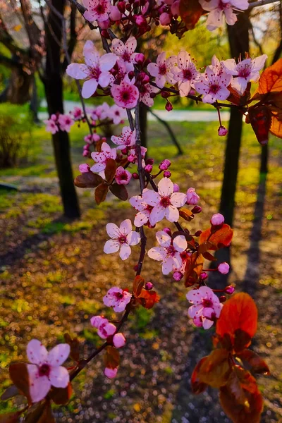 落日或日出时在花园里盛开的樱花枝条 柔和的光 — 图库照片