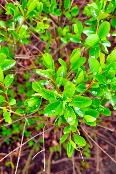 Young Green Branch Bush Tree Drops Water Rain Spring Background — Stock Photo, Image