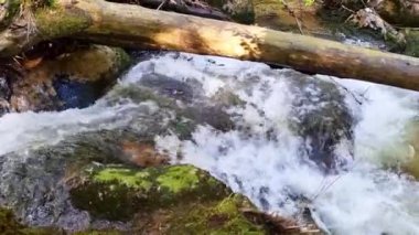 Ağır çekim. Orman nehri taşların üzerinden akar. Resimli orman manzarası. Dağ fotoğrafçılık