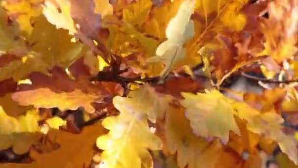 Gelbe Eichenblätter Auf Einem Ast Wiegen Sich Wind Herbstwald Oder — Stockvideo