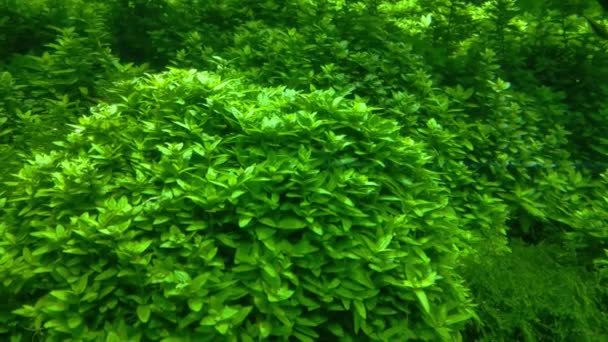 Los Peces Pequeños Nadan Fondo Del Acuario Verde Fotografía Submarina — Vídeo de stock