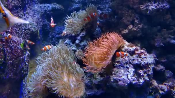 小さな明るい魚は海や海の底で泳ぐ 水中世界 水族館で美しいカール 水中写真 — ストック動画