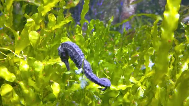 Seahorse Small Marine Fish Syngnathidae Family — Stock Video