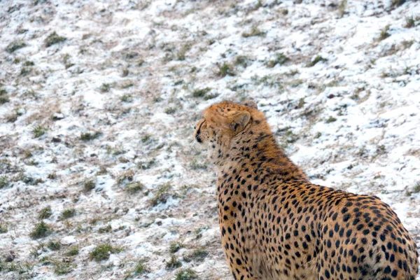 Cheetah Carnivorous Mammal Cat Family Cheetah Background Snow — Stock Photo, Image