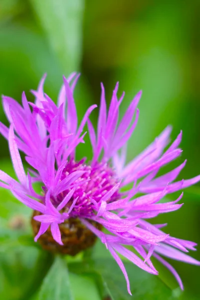 Primer Plano Una Flor Aciano Prado — Foto de Stock