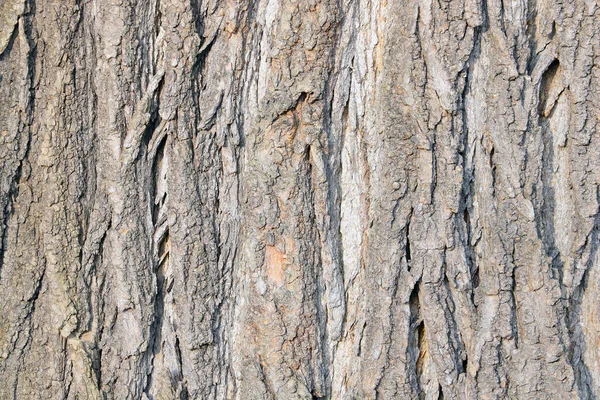 Bella Struttura Della Corteccia Dell Albero Nella Foresta Nel Parco — Foto Stock